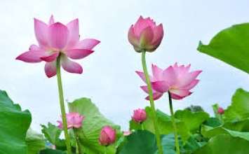 Câu chuyện biến chiến tranh thành tơ lụa